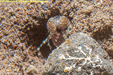 mantis shrimp